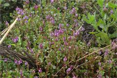 Rotala rotundifolia